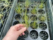 Load image into Gallery viewer, Air Plant - Tillandsia No14