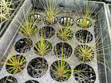 Load image into Gallery viewer, Air Plant - Tillandsia No14
