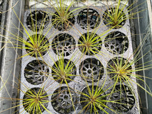 Load image into Gallery viewer, Air Plant - Tillandsia No14