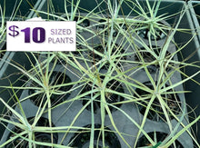 Load image into Gallery viewer, Air Plant - Tillandsia No13 schiedeana