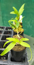 Load image into Gallery viewer, Orchid Seedling 50mm Pot Size - Dendrobium thyrsiflorum x densiflorum