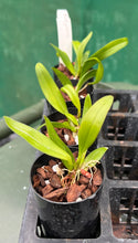 Load image into Gallery viewer, Orchid Seedling 50mm Pot Size - Bulbophyllum patens - Species