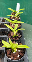 Load image into Gallery viewer, Orchid Seedling 50mm Pot size - Smitinandia micrantha species