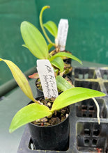 Load image into Gallery viewer, Orchid Seedling 50mm Pot Size - Cattleya Fu Shu Glory 'Happy Holiday'