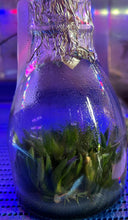 Load image into Gallery viewer, Flask - Ornithocephalus gladiatus bonplandii x sib - Species miniature