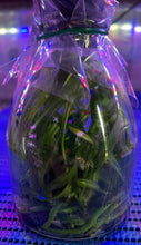 Load image into Gallery viewer, Flask - Rhynchorides Chiengmai 'Scented Blue'