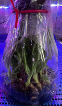 Load image into Gallery viewer, Flask - Paphiopedilum Paph. Bobby Orr x wensenense album - Slipper Orchid