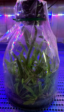 Load image into Gallery viewer, Flask - Vanda barnesii - Species