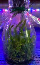 Load image into Gallery viewer, Flask - Vanda barnesii - Species