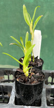 Load image into Gallery viewer, Orchid Seedling 50mm Pot size - Dendrobium Golden Tower Softcane