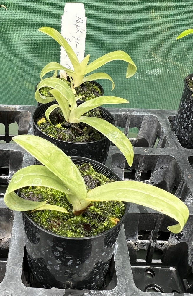 Orchid Seedling 50mm Pot Size - Paphiopedilum Ying Ying Santa Claus