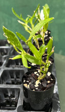 Load image into Gallery viewer, Orchid Seedling 50mm Pot size - Dendrobium Red Army Softcane
