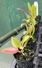 Load image into Gallery viewer, Orchid Seedling 50mm Pot size - Cattleya Dick Smith 'Dark Beauty'