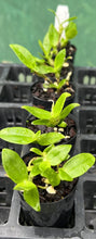 Load image into Gallery viewer, Orchid Seedling 50mm Pot size - Dendrobium Color Dance softcane