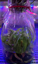 Load image into Gallery viewer, Flask - Paphiopedilum Paph. venustum x sib - Slipper Orchid species