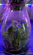 Load image into Gallery viewer, Flask - Paphiopedilum Paph rungsuriyanum x Hsinying Carlos - Slipper Orchid