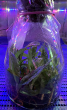 Load image into Gallery viewer, Flask - Paphiopedilum Paph rungsuriyanum x Hsinying Carlos - Slipper Orchid