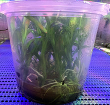 Load image into Gallery viewer, Flask - Dendrobium Nobile Color Dance  Soft Cane