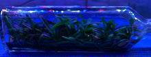 Load image into Gallery viewer, Flask - Renanthera vietnamensis x Vanda pumila