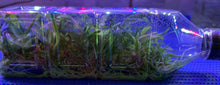 Load image into Gallery viewer, Flask - Dendrobium pseudolamellatum  - Species