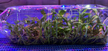 Load image into Gallery viewer, Flask - Dendrobium primulinum  - Species