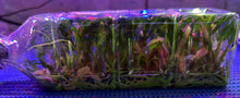Load image into Gallery viewer, Flask - Dendrobium officinale  - Species