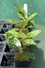 Load image into Gallery viewer, Orchid Seedling Advanced 50mm Pot Size - Paphiopedilum Shun Fa Weber Flag