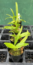 Load image into Gallery viewer, Orchid Seedling 50mm Pot size - Oncidium Brassia Rex