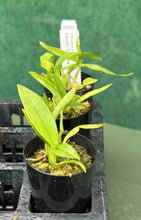 Load image into Gallery viewer, Orchid 50mm Pot Size - Oncidium Pacific Sunrise 'Hakalau'