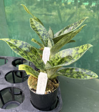 Load image into Gallery viewer, Flowering Size Orchid - Paphiopedilum Impulse x Hsinying Carlos