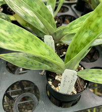 Load image into Gallery viewer, Flowering Size Orchid - Paphiopedilum Mem Serafin Perez 'Double Rainbow' x Hilo Rainbow