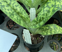 Load image into Gallery viewer, Flowering Size Orchid - Paphiopedilum Hilo Sweet Citron x Hilo Platinum 'Double Premium'