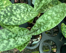 Load image into Gallery viewer, Flowering Size Orchid - Paphiopedilum Midori World 'Handsome' x Hilo Platinum 'Double Premium'