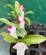 Load image into Gallery viewer, Orchid Seedling 50mm Pot Size - Paphiopedilum Hung Shen Bay x Doya Impulse