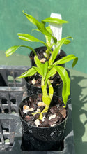 Load image into Gallery viewer, Orchid Seedling 50mm Pot size - Dendrobium Sea Mary 'Snow King' softcane