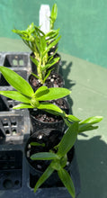 Load image into Gallery viewer, Orchid Seedling 50mm Pot size - Dendrobium Yellow Diamond softcane