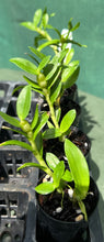Load image into Gallery viewer, Orchid Seedling 50mm Pot size - Dendrobium Sunny Egg softcane