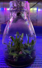 Load image into Gallery viewer, Flask - Renanthera bella - Species