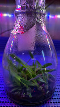 Load image into Gallery viewer, Flask - Renanthera bella - Species