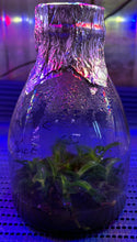 Load image into Gallery viewer, Flask - Renanthera citrina - Species