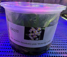 Load image into Gallery viewer, Flask - Dendrobium amabile (bronkatii) pink 'Hsinying' x self - Species