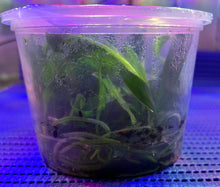 Load image into Gallery viewer, Flask - Dendrobium amabile (bronkatii) pink 'Hsinying' x self - Species