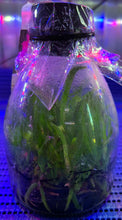 Load image into Gallery viewer, Flask - Cattleya labiata (rubra "CH' x coerulea 'Nice Lip') species