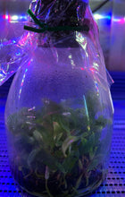 Load image into Gallery viewer, Flask - Cattleya amethystoglossa flamea x sib (CH1 x CH2) species