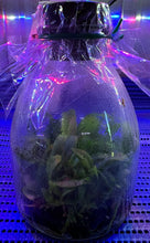 Load image into Gallery viewer, Flask - Cattleya amethystoglossa flamea x sib (CH1 x CH2) species