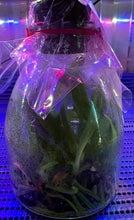 Load image into Gallery viewer, Flask - Cattleya percivaliana x sib (marmorada Veneno x pelorica hercules) species