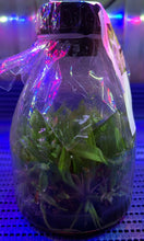 Load image into Gallery viewer, Flask - Cattleya deckerii coerulea x sib species