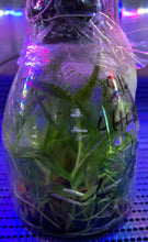 Load image into Gallery viewer, Flask - Cattleya Caulocattleya Chantilly Lace 'Twinkle' (C. El Dorado Splash x Caularthron bicornutum)