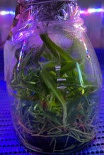 Load image into Gallery viewer, Flask - Cattleya Caulocattleya Chantilly Lace 'Twinkle' (C. El Dorado Splash x Caularthron bicornutum)