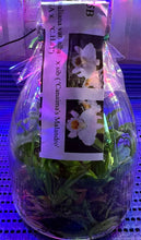 Load image into Gallery viewer, Flask - Cattleya percivaliana alba x sib (Canaima's Malandro x CH#1 ) species